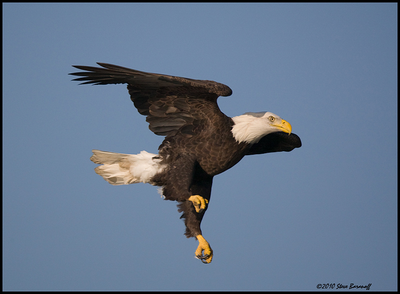 _0SB8902 american bald eagle.jpg